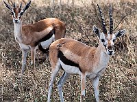 Wild Thomson Gazelle 4